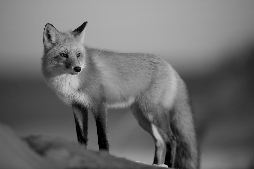 Photo of Chicken Broccoli Casserole